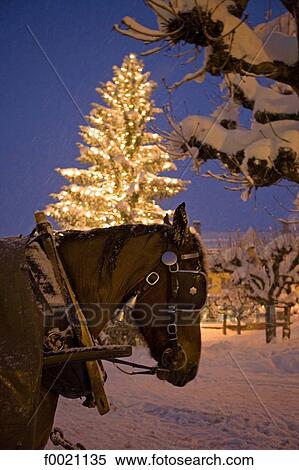 France, Alps, Megeve, harnessed horse View Large Photo Image Stock Photography - France, Alps, Megeve, harnessed horse. Fotosearch