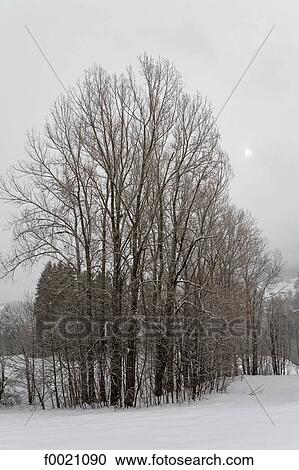 France, Alps, Megeve, trees under snow View Large Photo Image Stock Image - France, Alps, Megeve, trees under snow. Fotosearch