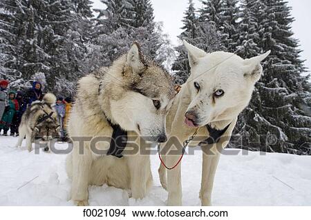 France, Alps, near Megeve, Mont du Villard, sled dogs View Large Photo Image Picture - France, Alps, near Megeve, Mont du Villard, sled dogs. Fotosearch