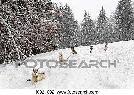 France, Alps, near Megeve, Mont du Villard, sled dogs View Large Photo Image Stock Image - France, Alps, near Megeve, Mont du Villard, sled dogs. Fotosearch