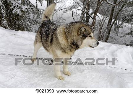 Stock Image - France, Alps, near Megeve, Mont du Villard, sled dog. Fotosearch