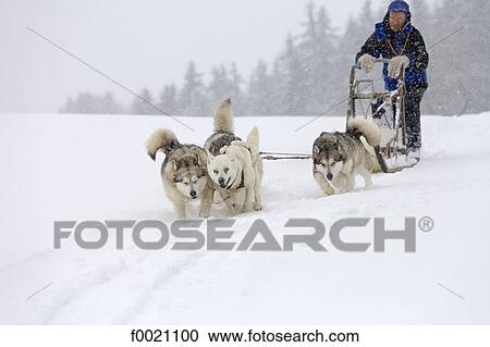 France, Alps, near Megeve, Mont du Villard, sled dogs and musher View Large Photo Image Stock Image - France, Alps, near Megeve, Mont du Villard, sled dogs and musher. Fotosearch