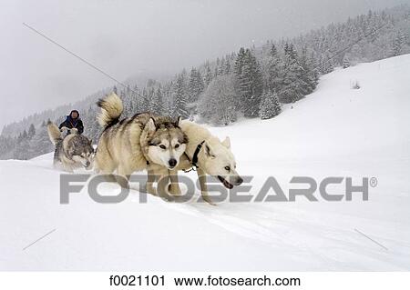 France, Alps, near Megeve, Mont du Villard, sled dogs and musher View Large Photo Image Stock Image - France, Alps, near Megeve, Mont du Villard, sled dogs and musher. Fotosearch