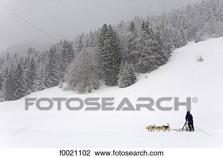 France, Alps, near Megeve, Mont du Villard, sled dogs and musher View Large Photo Image Stock Image - France, Alps, near Megeve, Mont du Villard, sled dogs and musher. Fotosearch