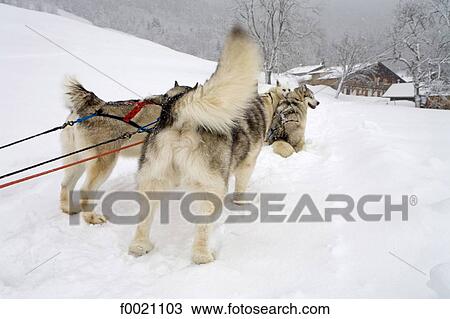 Stock Image - France, Alps, near Megeve, Mont du Villard, sled dogs. Fotosearch