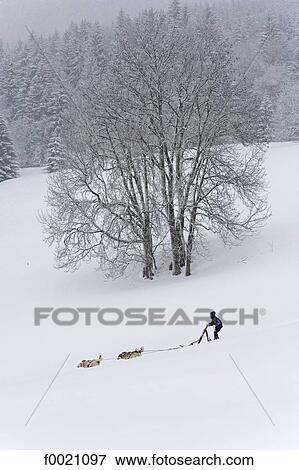 Stock Photo - France, Alps, near Megeve, Mont du Villard, sled dogs and musher. Fotosearch