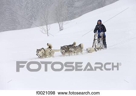 France, Alps, near Megeve, Mont du Villard, sled dogs and musher View Large Photo Image Stock Photo - France, Alps, near Megeve, Mont du Villard, sled dogs and musher. Fotosearch