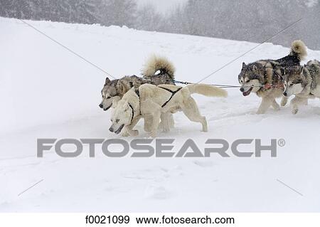 France, Alps, near Megeve, Mont du Villard, sled dogs and musher View Large Photo Image Stock Photo - France, Alps, near Megeve, Mont du Villard, sled dogs and musher. Fotosearch