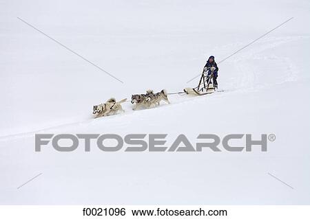 France, Alps, near Megeve, Mont du Villard, sled dogs and musher View Large Photo Image Stock Photograph - France, Alps, near Megeve, Mont du Villard, sled dogs and musher. Fotosearch