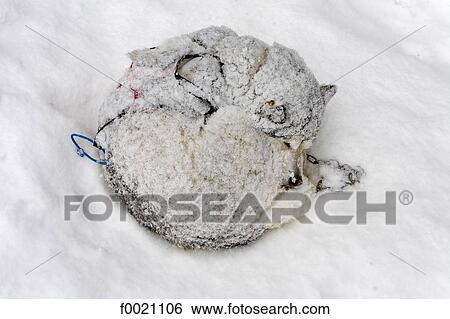 France, Alps, near Megeve, Mont du Villard, husky sleeping in the snow View Large Photo Image Stock Photograph - France, Alps, near Megeve, Mont du Villard, husky sleeping in the snow. Fotosearch