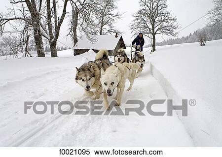 France, Alps, near Megeve, Mont du Villard, sled dogs and musher View Large Photo Image Stock Photography - France, Alps, near Megeve, Mont du Villard, sled dogs and musher. Fotosearch