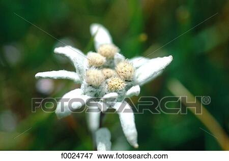 France, Alps, Valloire, edelweiss View Large Photo Image Stock Photo - France, Alps, Valloire, edelweiss. Fotosearch