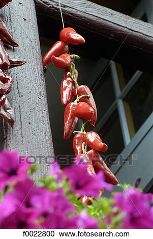 Stock Image - France, Aquitaine, Espelette, red peppers. Fotosearch