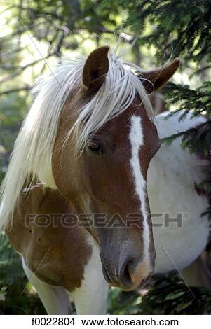 Picture - France, Aquitaine, Pottok pony. Fotosearch