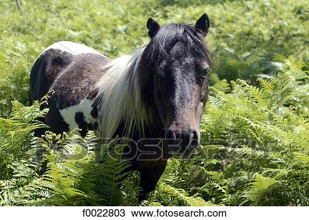 Stock Image - France, Aquitaine, Pottok pony. Fotosearch