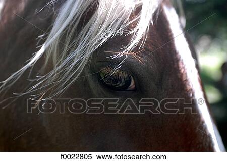 Stock Photography - France, Aquitaine, Pottok pony. Fotosearch