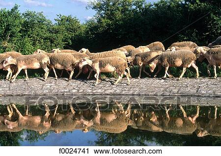 Stock Image - France, Aveyron, Roquefort-sur-Soulzon, herd of Lacaune sheep. Fotosearch