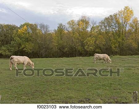 France, Poitou Charentes, La Roche-Posay, pasture land View Large Photo Image Stock Image - France, Poitou Charentes, La Roche-Posay, pasture land. Fotosearch