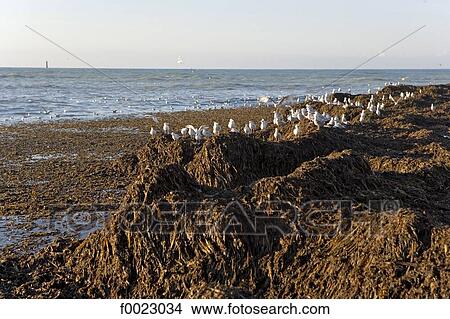 Picture - France, Poitou Charentes, Re Island, Saint-Clément-des-Baleines, seashore. Fotosearch