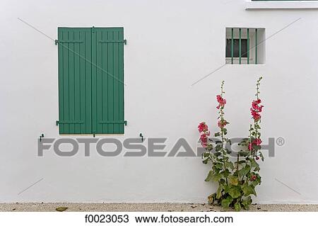 France, Poitou Charentes, Re Island, Sainte-Marie-de-Ré, house facade and hollyhock View Large Photo Image Stock Image - France, Poitou Charentes, Re Island, Sainte-Marie-de-Ré, house facade and hollyhock. Fotosearch