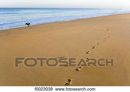 France, Poitou Charentes, Re Island, Saint-Clément-des-Baleines, Whales Beach View Large Photo Image Stock Photo - France, Poitou Charentes, Re Island, Saint-Clément-des-Baleines, Whales Beach. Fotosearch