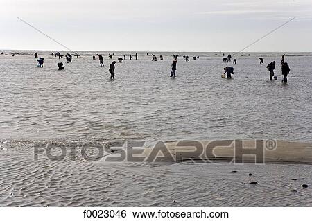 France, Poitou Charentes, Re Island, low tide fishing View Large Photo Image Stock Photograph - France, Poitou Charentes, Re Island, low tide fishing. Fotosearch