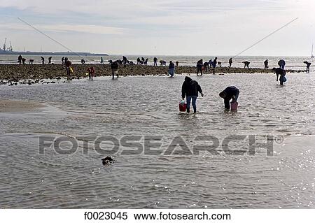 France, Poitou Charentes, Re Island, low tide fishing View Large Photo Image Stock Photography - France, Poitou Charentes, Re Island, low tide fishing. Fotosearch
