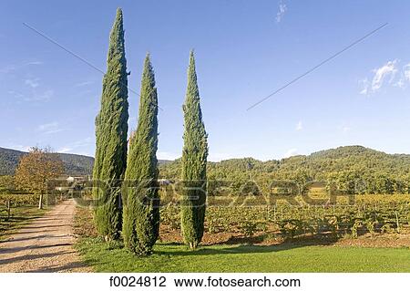 France, Provence, Ménerbes, garden of the hotel "La Bastide de Marie", cypress View Large Photo Image Stock Image - France, Provence, Ménerbes, garden of the hotel "La Bastide de Marie", cypress. Fotosearch