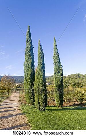 France, Provence, Ménerbes, garden of the hotel "La Bastide de Marie", cypress View Large Photo Image Stock Image - France, Provence, Ménerbes, garden of the hotel "La Bastide de Marie", cypress. Fotosearch