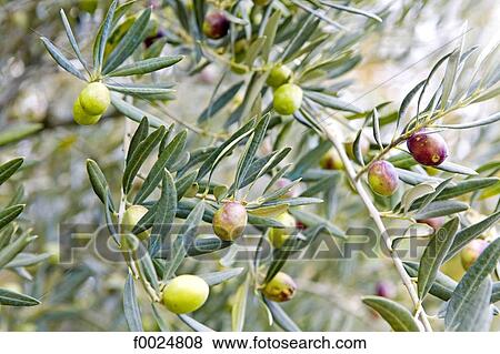 Stock Photo - France, Provence, Ménerbes, garden of the hotel "La Bastide de Marie", bark. Fotosearch