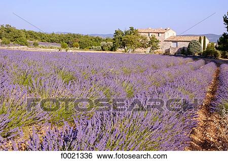 France, Provence, Reillanne, bastide and lavender field View Large Photo Image Stock Photograph - France, Provence, Reillanne, bastide and lavender field. Fotosearch