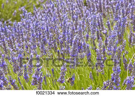 Picture - France, Provence, Valensole Plateau, lavender field. Fotosearch