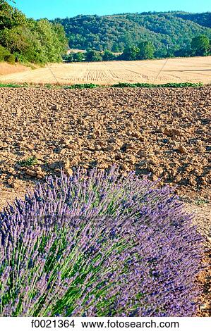France, Provence, Valensole Plateau, cut lavender and ploughed field View Large Photo Image Picture - France, Provence, Valensole Plateau, cut lavender and ploughed field. Fotosearch
