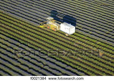 Picture - France, Provence, Valensole Plateau, lavender crop, aerial view. Fotosearch