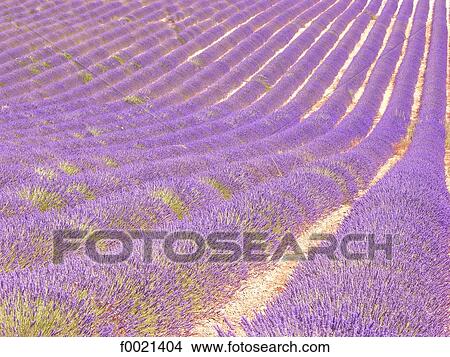 Picture - France, Provence, Valensole Plateau, lavender field. Fotosearch
