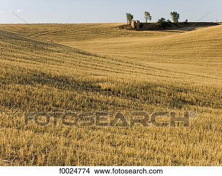 France, Provence, Valensole Plateau, wheat field View Large Photo Image Picture - France, Provence, Valensole Plateau, wheat field. Fotosearch