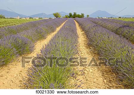 France, Provence, Valensole Plateau, lavender field View Large Photo Image Stock Image - France, Provence, Valensole Plateau, lavender field. Fotosearch