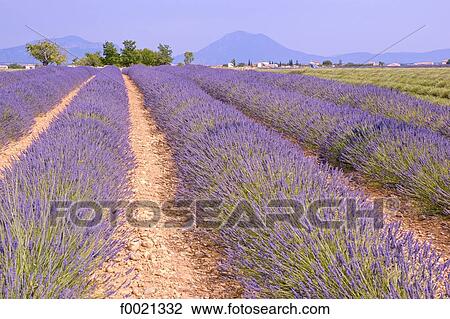 France, Provence, Valensole Plateau, lavender field View Large Photo Image Stock Image - France, Provence, Valensole Plateau, lavender field. Fotosearch