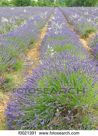 France, Provence, Valensole Plateau, lavender field View Large Photo Image Stock Image - France, Provence, Valensole Plateau, lavender field. Fotosearch