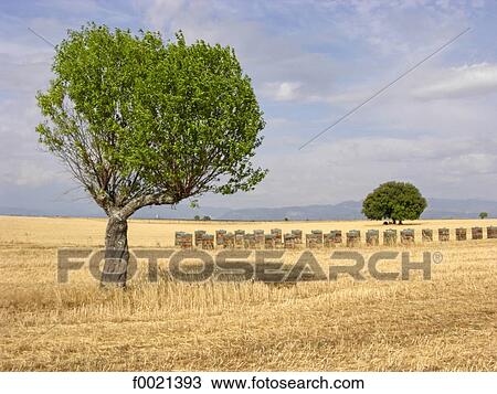 France, Provence, Valensole Plateau, hives View Large Photo Image Stock Image - France, Provence, Valensole Plateau, hives. Fotosearch