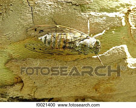 Stock Image - France, Provence, Valensole Plateau, cicada close up. Fotosearch