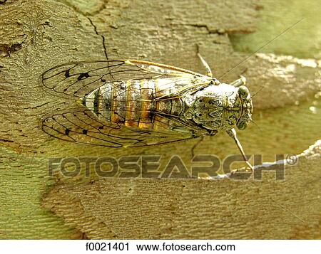France, Provence, Valensole Plateau, cicada close up View Large Photo Image Stock Image - France, Provence, Valensole Plateau, cicada close up. Fotosearch