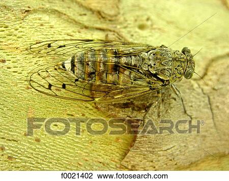 Stock Image - France, Provence, Valensole Plateau, cicada close up. Fotosearch