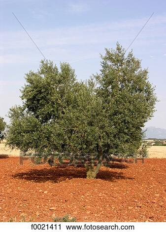France, Provence, Valensole Plateau, olive tree View Large Photo Image Stock Image - France, Provence, Valensole Plateau, olive tree. Fotosearch