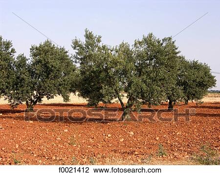 Stock Image - France, Provence, Valensole Plateau, olive trees field. Fotosearch