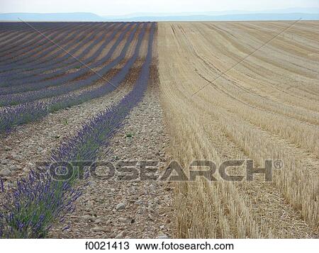 Stock Image - France, Provence, Valensole Plateau, wheat and lavender field. Fotosearch