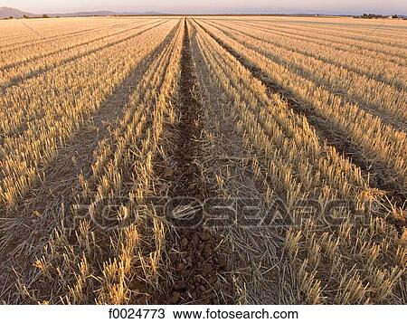 Stock Image - France, Provence, Valensole Plateau, wheat field. Fotosearch