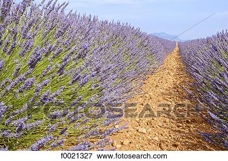 Stock Photo - France, Provence, Valensole Plateau, lavender field. Fotosearch