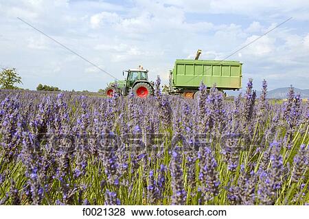 Stock Photo - France, Provence, Valensole Plateau, lavender crop in july. Fotosearch