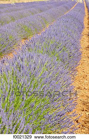 Stock Photo - France, Provence, Valensole Plateau, lavender field. Fotosearch